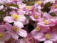 Clematis montana 'Rubens' displaying abundant soft pink flowers on a climbing vine.
