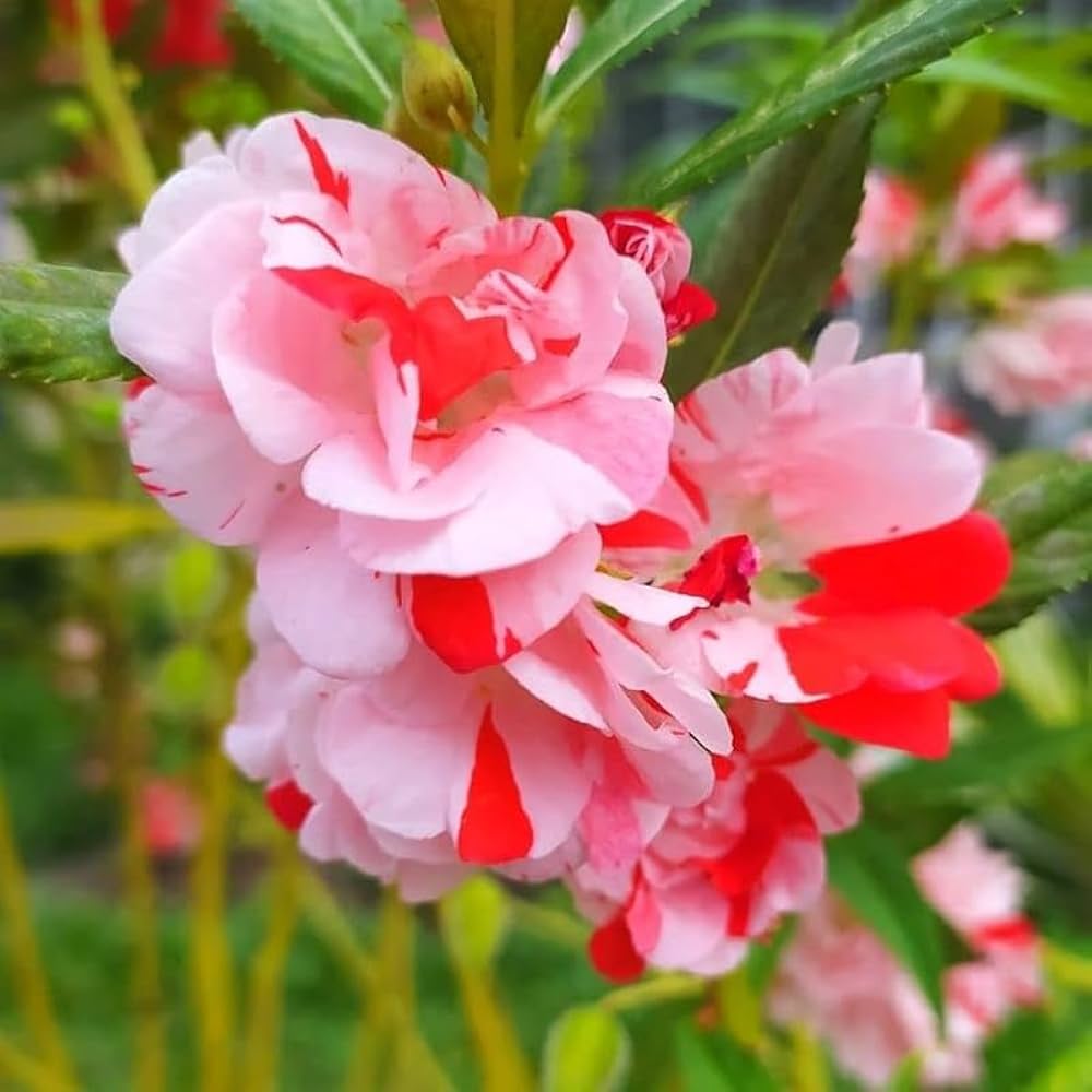 Mixed Balsamine Flower seeds for Planting - Cottage Garden Essential, Heirloom & GMO Free Seeds for Home Garden
 
 Sale seeds for planting in home garden