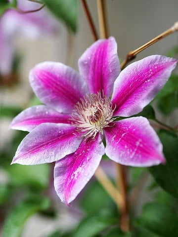 Clematis Flower seeds for Planting - Low Maintenance, Heirloom & GMO Free Seeds for Home Garden