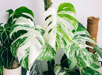 Tropical Monstera Mint growing in a decorative container