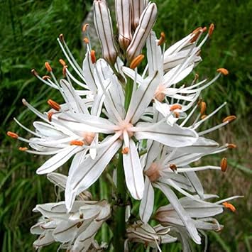 Heirloom Asphodelus Albus Flower seeds for Planting Pollinator Friendly Heirloom & GMO Free Seeds for Home Garden 
 
 Sale for planting in home garden