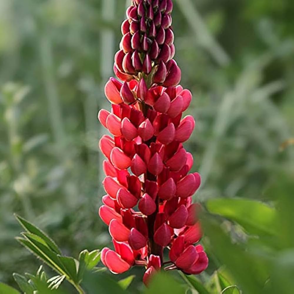 Lupine Red Flower seeds for Planting - Easy to Grow, Heirloom & GMO Free Seeds for Home Garden