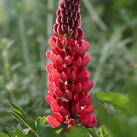 Maroon Lupine Flower seeds for Planting - Wildflower Mix, Heirloom & GMO Free Seeds for Home Garden