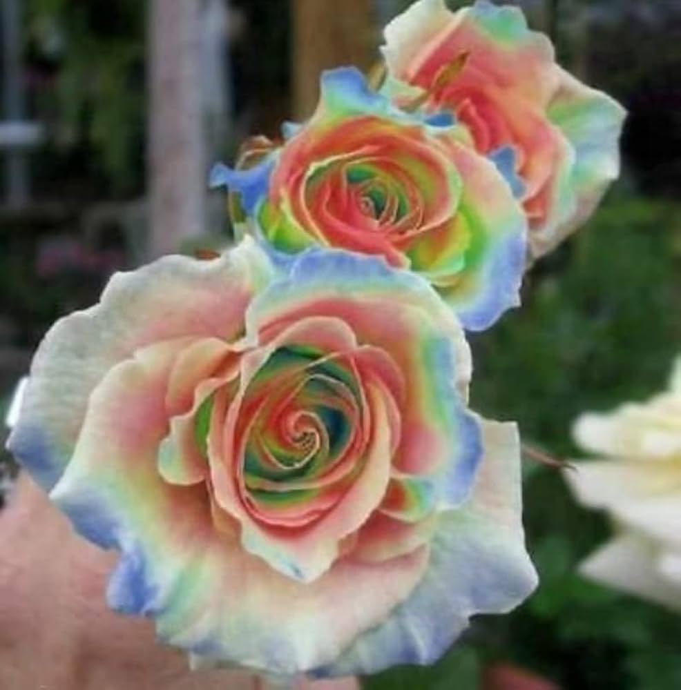 White Rainbow Potted Rose Seeds for Planting Drought Tolerant Heirloom & GMO Free Seeds for Home Garden
 
 Sale