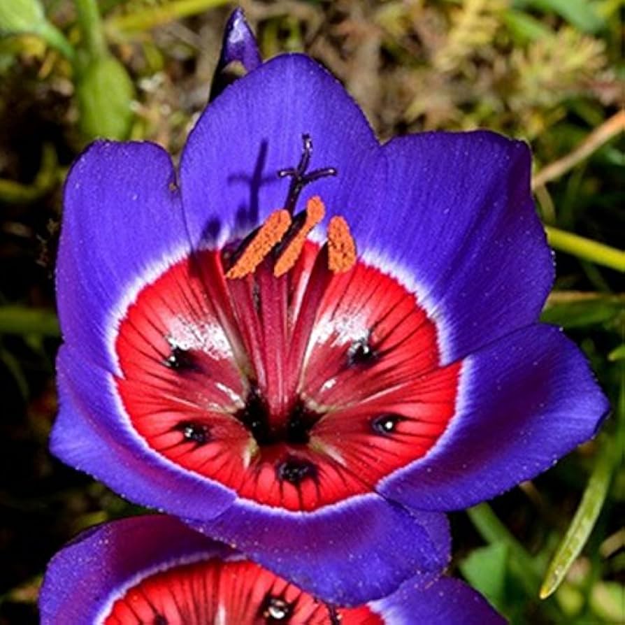 Blue Red Sparaxis Flower seeds for Planting - Premium Quality, Heirloom & GMO Free Seeds for Home Garden