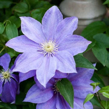 Violet Clematis Flower Seeds for Planting Sun Loving Heirloom & GMO Free Seeds for Home Garden
 
 Sale