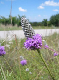 Purple Clover Seeds for Planting Trifolium Purpureum wildflower meadow pollinator garden