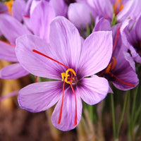 Purple Crocus Sativus flowers blooming in a garden
