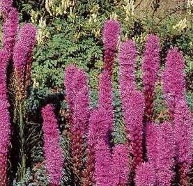 Pink Liatris Spicata Flower seeds for Planting - Perfect for Borders, Heirloom & GMO Free Seeds for Home Garden
 
 Sale for planting in home garden