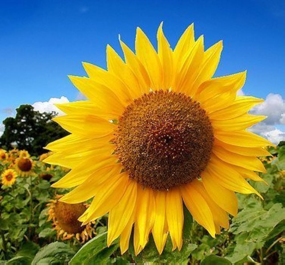 Yellow Hybrid SunFlower seeds for Planting Drought Tolerant Heirloom & GMO Free Seeds for Home Garden 
 
 Sale