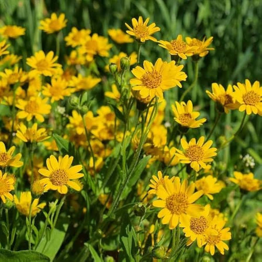 Yellow Mountain Arnica Flower Planting Seeds