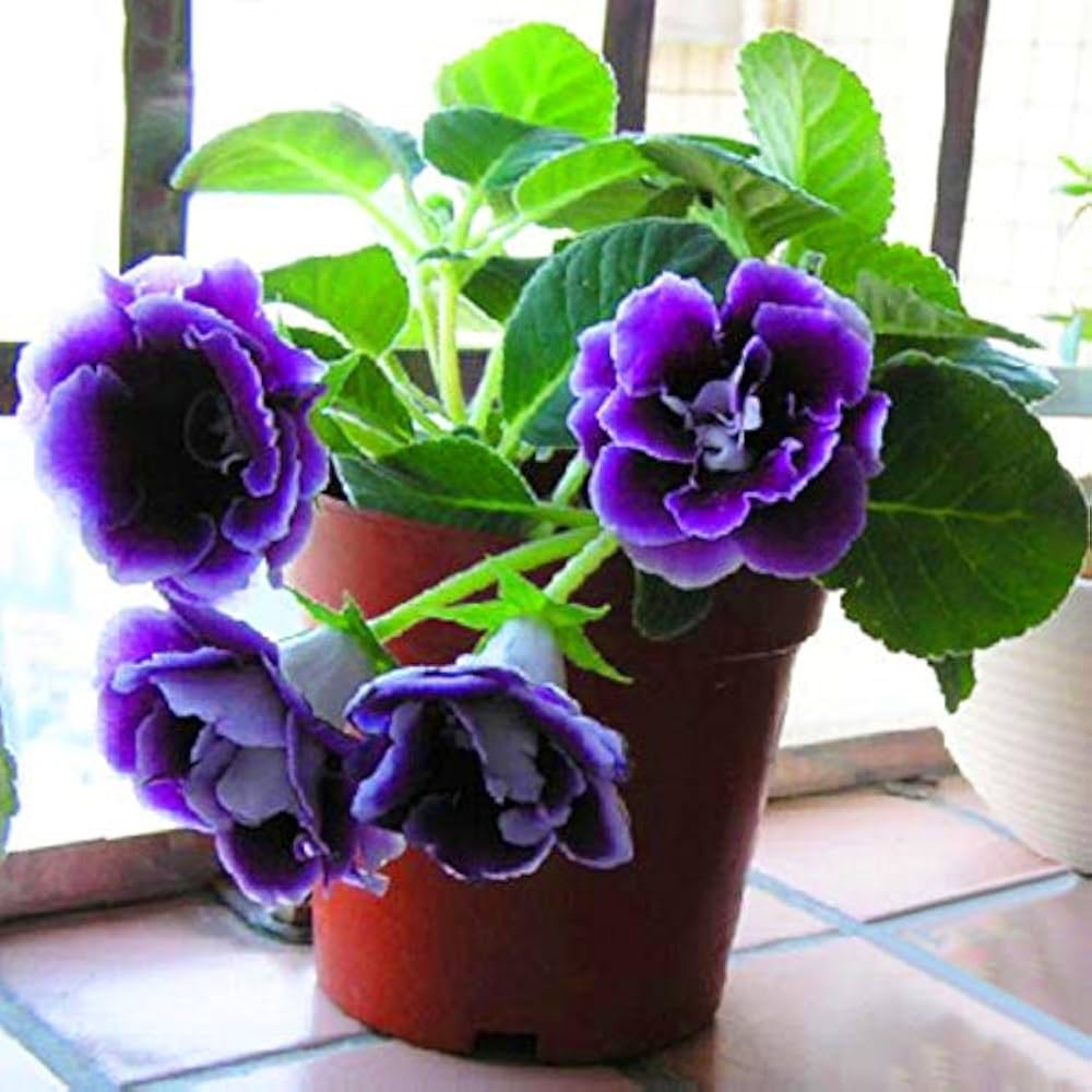 Heirloom Gloxinia Perennial Flower seeds for Planting Colorful Display Heirloom & GMO Free Seeds for Home Garden