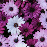 Osteospermum Mixed African Daisy Flower Seeds