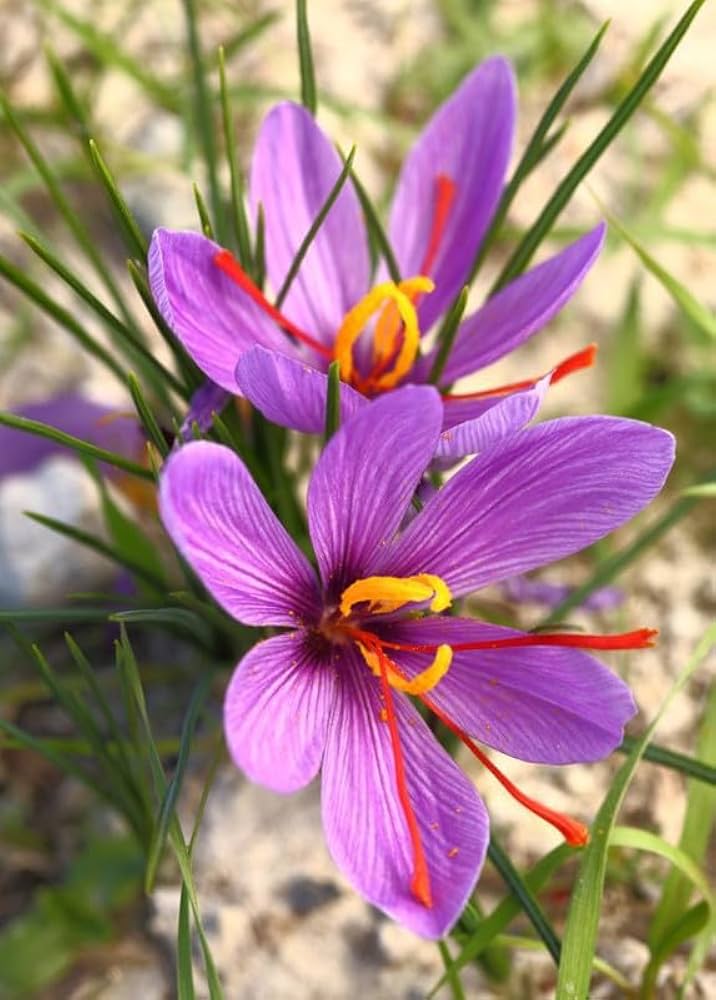 Crocus Sativus growing in a decorative garden bed