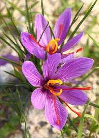 Crocus Sativus growing in a decorative garden bed