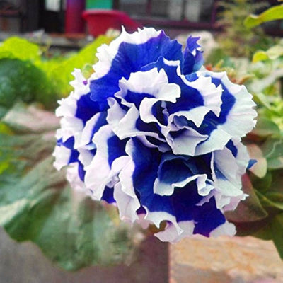 100 Pcs