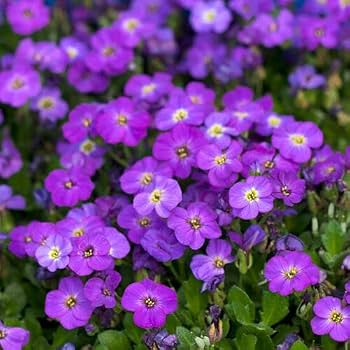 Deep purple Aubrieta plants forming a colorful garden border.
