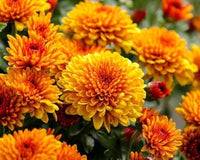 Yellow Red Chrysanthemum Flower seeds for Planting - Bright Blooms, Heirloom & GMO Free Seeds for Home Garden