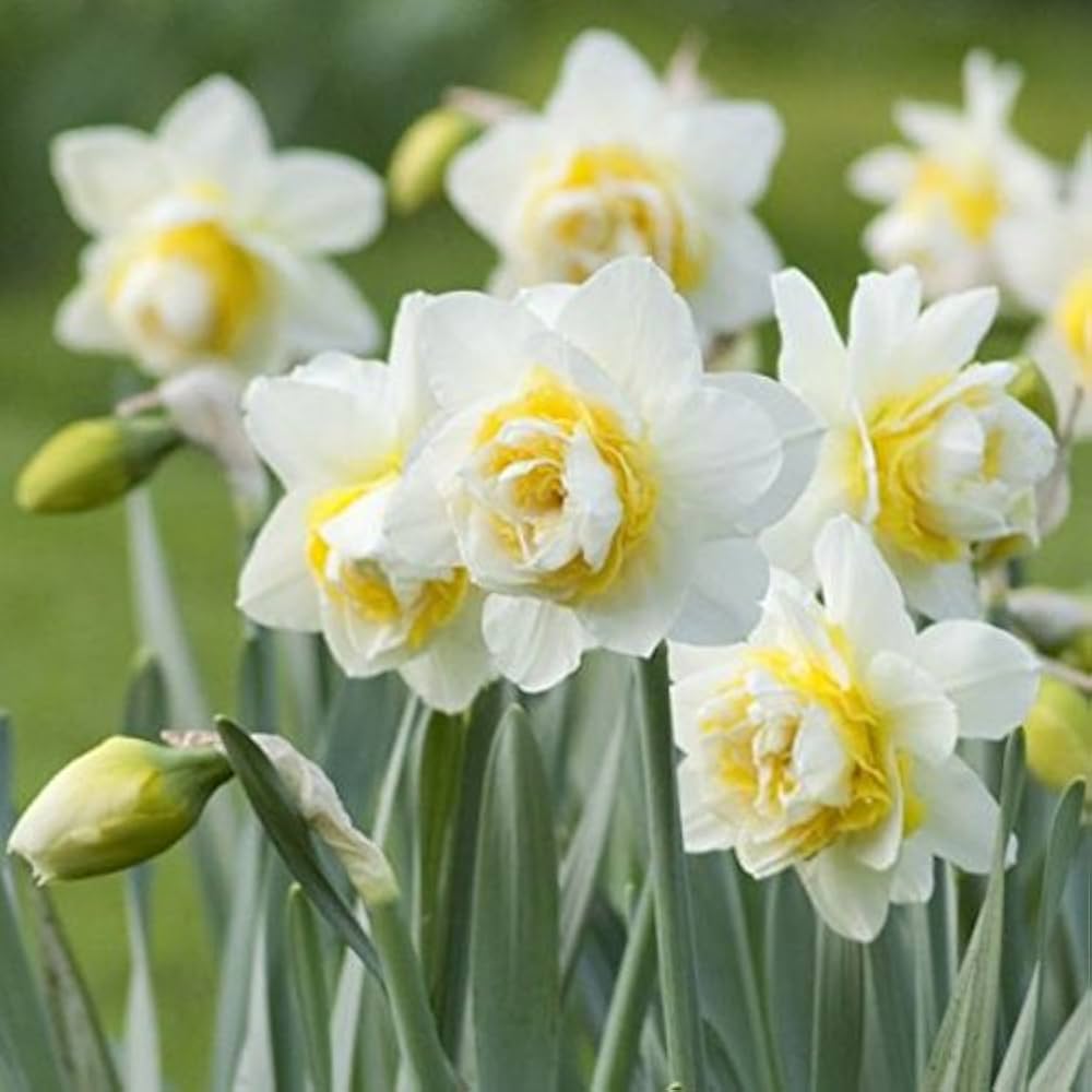 White Yellow Double Narcissus Flower Seeds for Planting Premium Quality Heirloom & GMO Free Seeds for Home Garden
 
 Sale