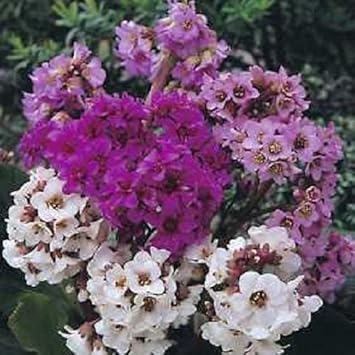Mixed Bergenia Flower seeds for Planting - Hardy Variety, Heirloom & GMO Free Seeds for Home Garden
 
 Sale for planting in home garden
