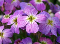 Evening Broth Matthiola seeds for fragrant night blooms
