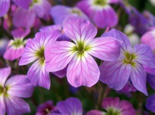 Evening Broth Matthiola seeds for fragrant night blooms