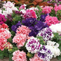 Petunia Seeds for Vibrant Garden Blooms