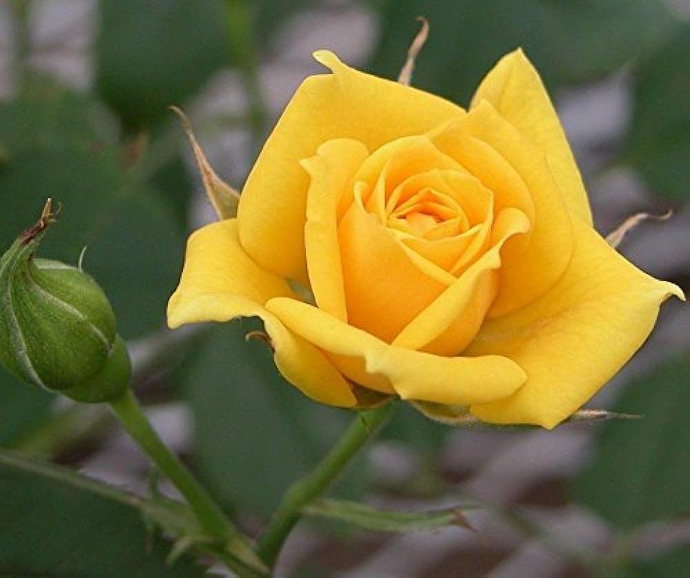 Mustard Yellow Rose Flower seeds for Planting - Vibrant Colors, Heirloom & GMO Free Seeds for Home Garden