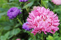 Close-up of full pink Peony Aster blossoms with layered petals.