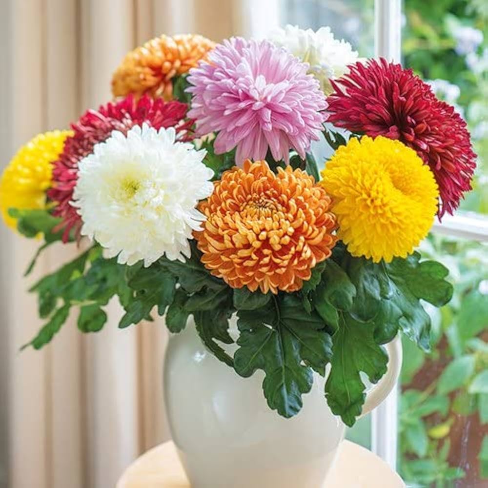 Mix Chrysanthemum Flower seeds for Planting Perfect for Borders Heirloom & GMO Free Seeds for Home Garden
 
 Sale