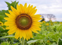 Mini Sunflower Helianthus annuus Seeds for Planting in Flower Bed and Garden