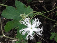White Trichosanthes Cucumerina Flower seeds for Planting - Vibrant Colors, Heirloom & GMO Free Seeds for Home Garden
 
 Sale for planting in home garden