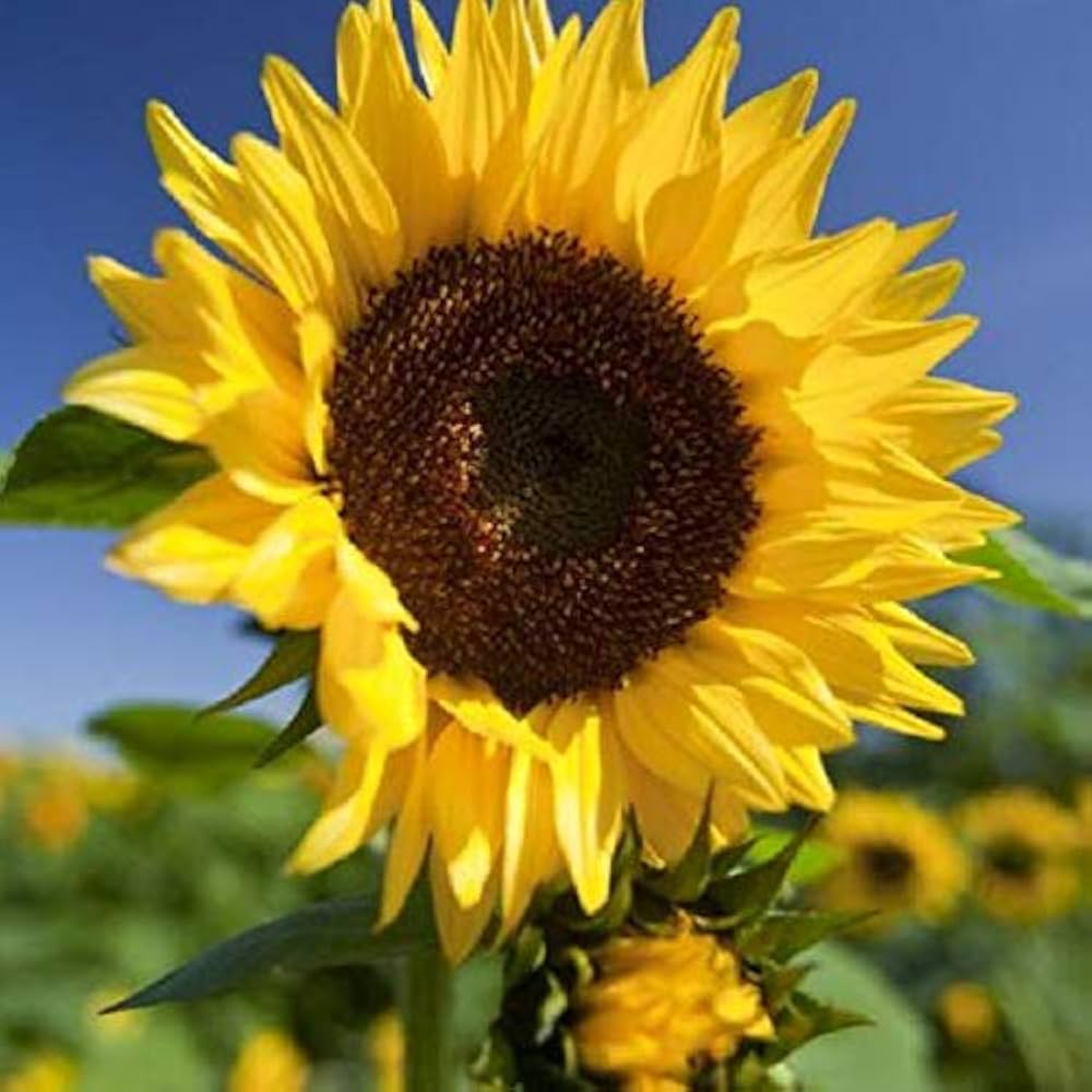 Sunflower Seeds for Planting Helianthus Annuus mixed giant flower bed fence line
