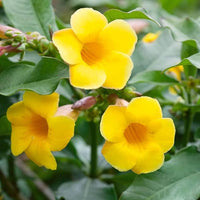 Malve Seeds Chater Scarlet Holly Hock Seeds for Planting flower bed