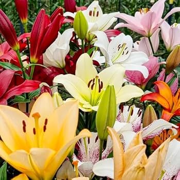 Perennial Lily flowers with attractive garden foliage