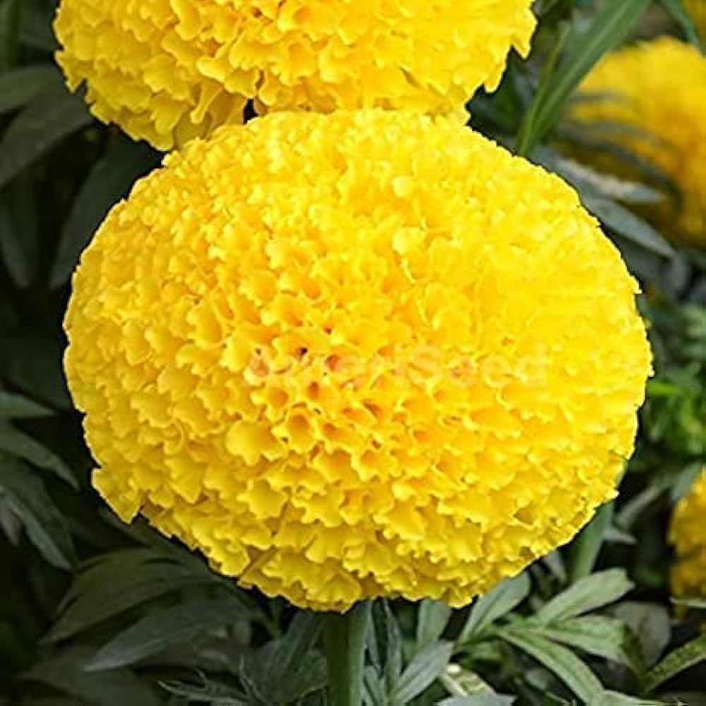 Yellow Marigold Flower seeds for Planting - Hardy Variety, Heirloom & GMO Free Seeds for Home Garden