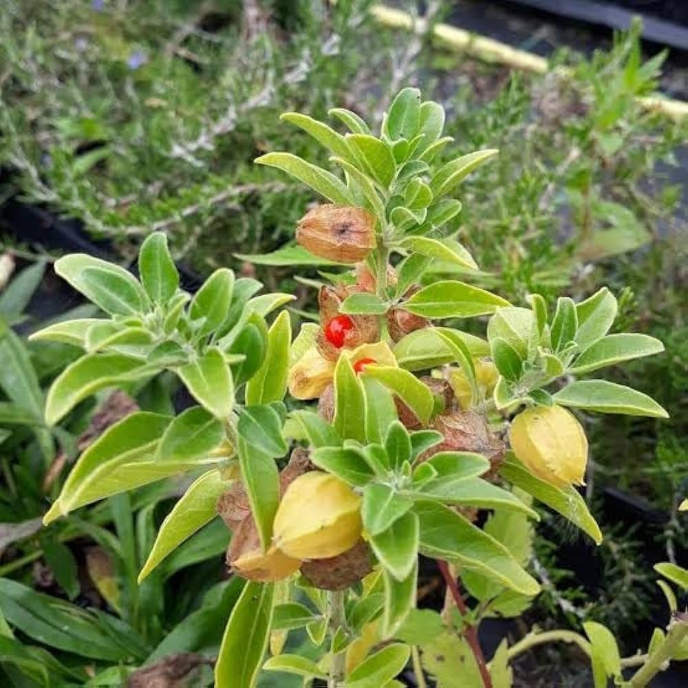 Green Ashwagandha Flower seeds for Planting - Wildflower Mix, Heirloom & GMO Free Seeds for Home Garden