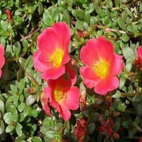 Portulak Rock Ruby Tuesday seeds for colorful greens