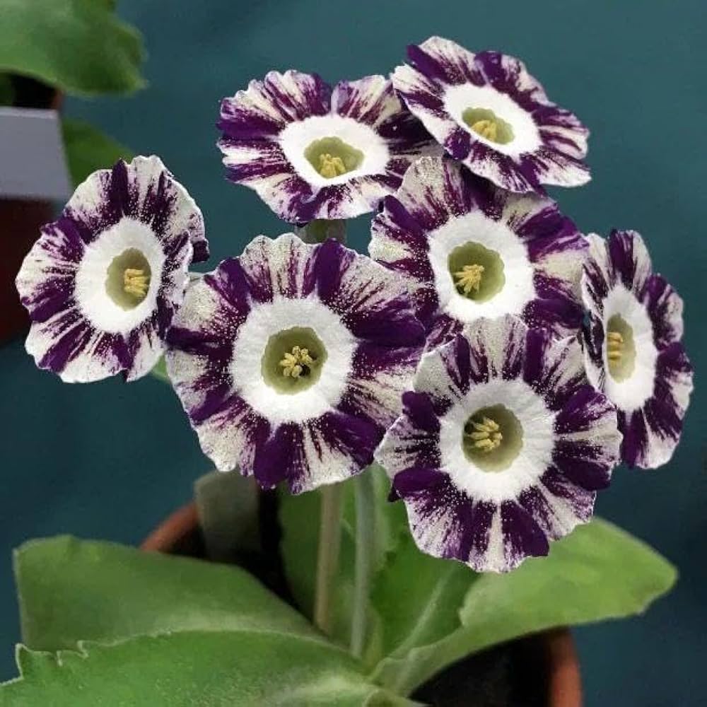 Lavender Primula Flower seeds for Planting - Perfect for Borders, Heirloom & GMO Free Seeds for Home Garden
