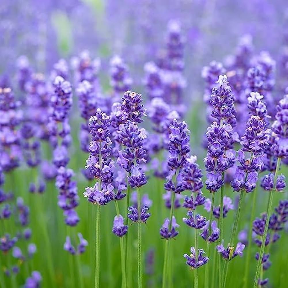 White Lavender Flower Seeds for Planting Garden Favorite Heirloom & GMO Free Seeds for Home Garden
 
 Sale