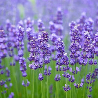 White Lavender Flower Seeds for Planting Garden Favorite Heirloom & GMO Free Seeds for Home Garden
 
 Sale