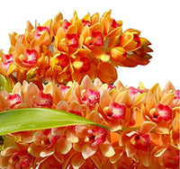 Rose Cymbidium Maxillaria Flower Seeds for Planting Bright Blooms Heirloom & GMO Free Seeds for Home Garden
 
 Sale