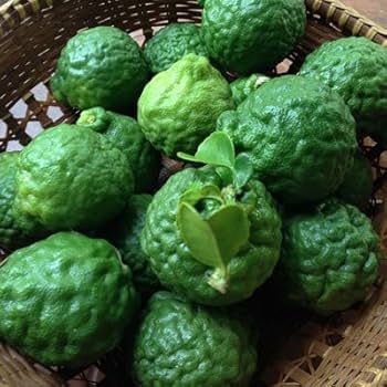 Tropical Kaffir lime plant thriving in a sunny outdoor garden.


