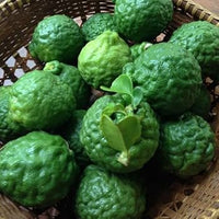 Tropical Kaffir lime plant thriving in a sunny outdoor garden.

