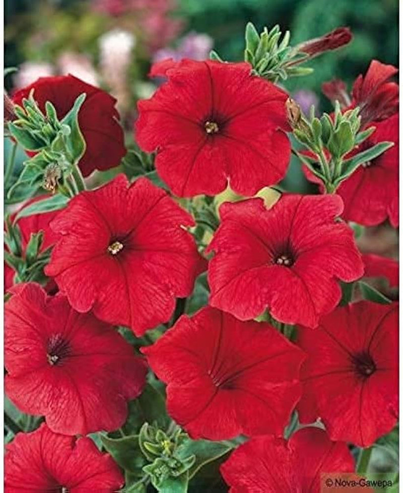 Pelletta Petunia Seeds Red Flower Strawberry Dad Dad