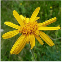 Yellow Mountain Arnica Flower Planting Seeds