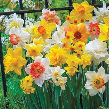 Daffodil bulbs planted in a perennial garden display