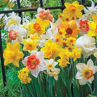 Daffodil bulbs planted in a perennial garden display