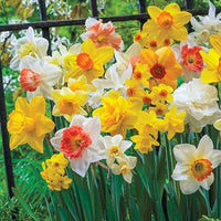 Narcissus perennial flowers growing in an outdoor garden