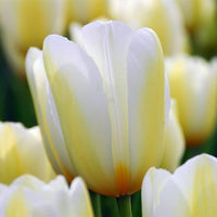 Yellow White Tulip Flower Seeds for Planting